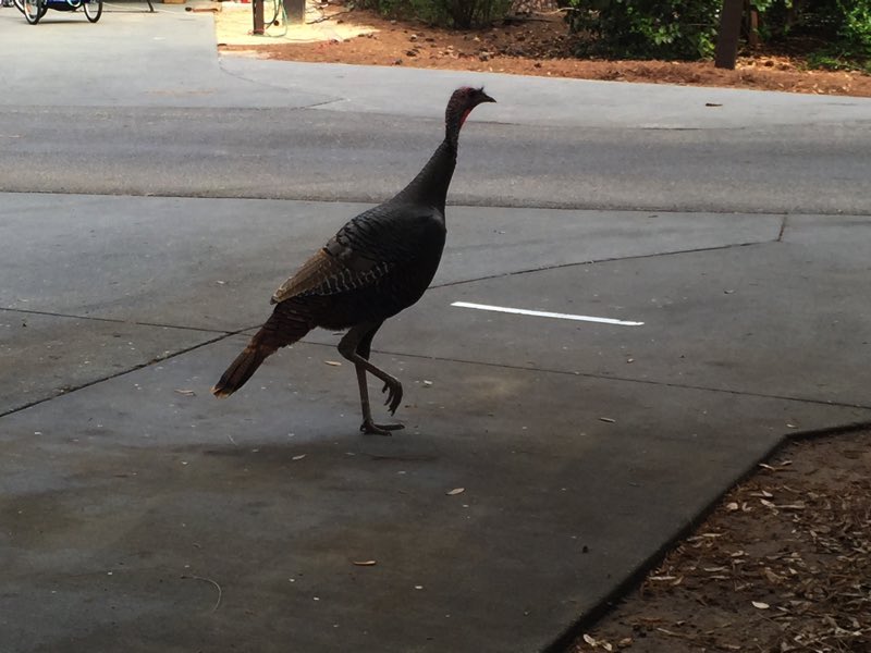 One of the many wild turkeys came by to say hello