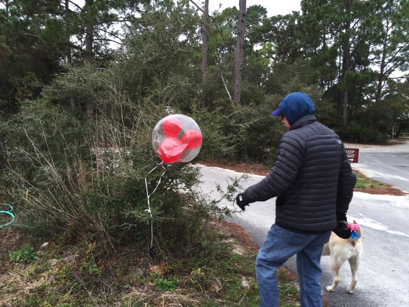 My Mickey Mouse balloon (barely) survived the storm overnight! We were walking Vera early in the morning and happened upon it, tangled in a bush not far away.