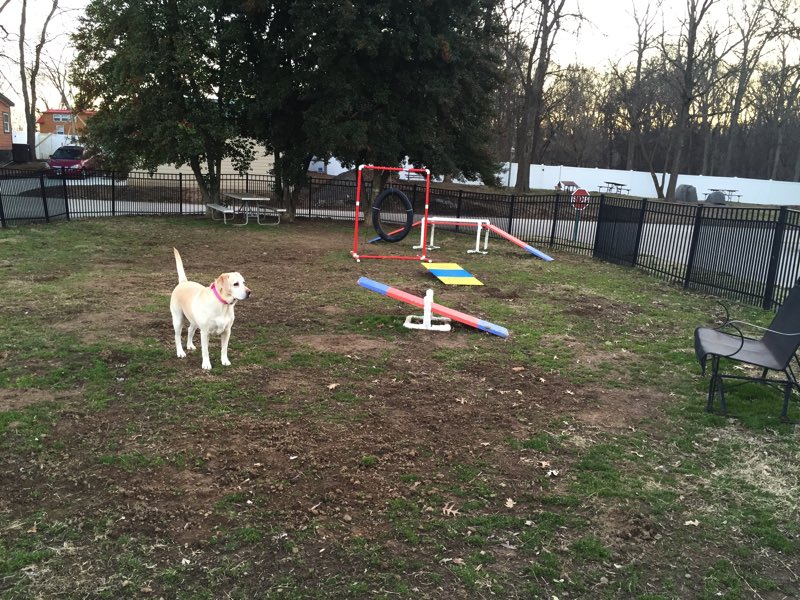 Vera enjoying the little dog park in the KOA campground