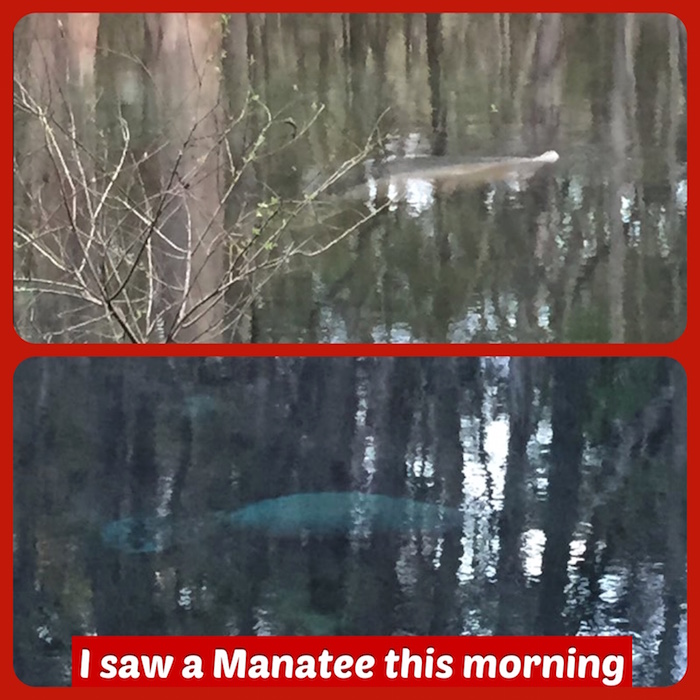 Manatee Photo (WEB)