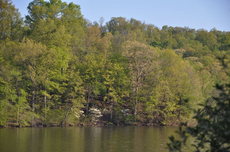 Our campsites are on the lake front with beautiful views of the flowering dogwoods on the other side of the water.