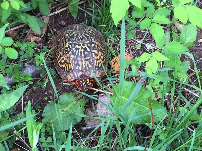 We happened upon a colorful turtle and a few snakes (no snake pictures!)