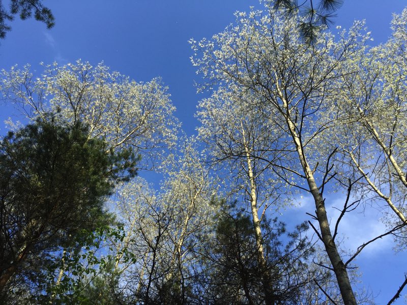 Michigan birch trees agains the gorgeous blue sky